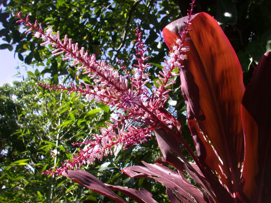 Cordyline en fleurs