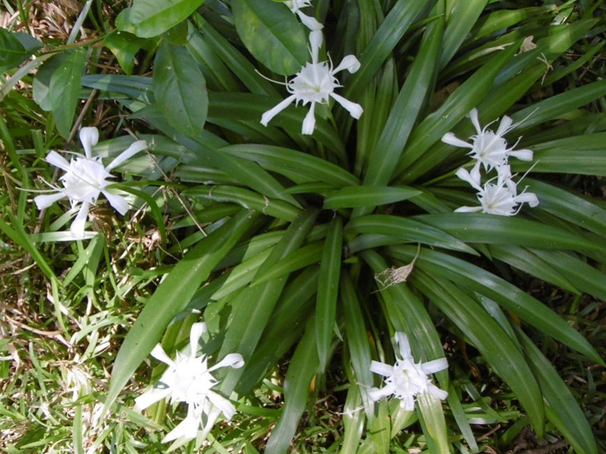 Crinum asiaticum