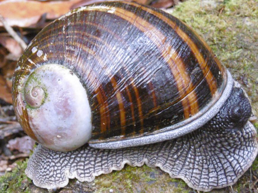 escargot à Andasibe