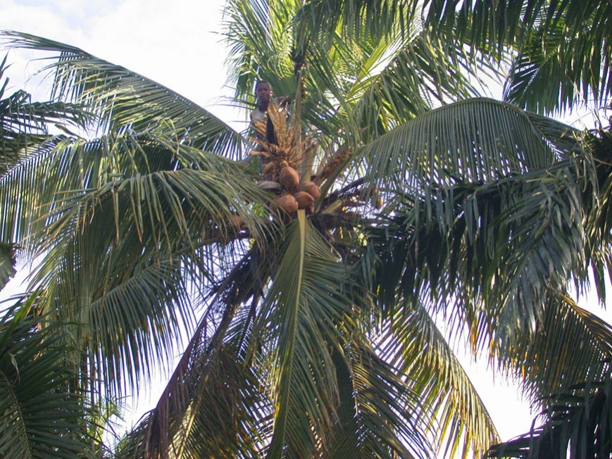 Evariste dans le cocotier