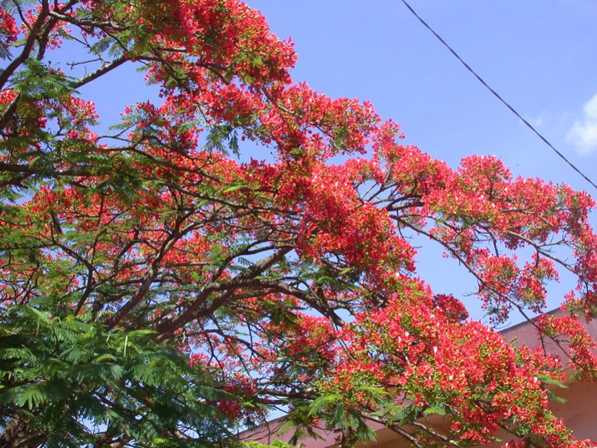 Un beau flamboyant