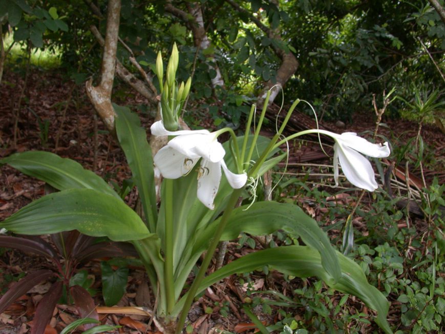 Grosses fleurs blanches