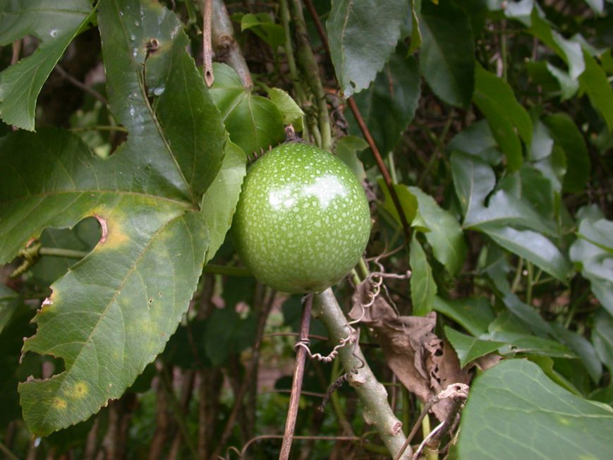 fruit de la passion