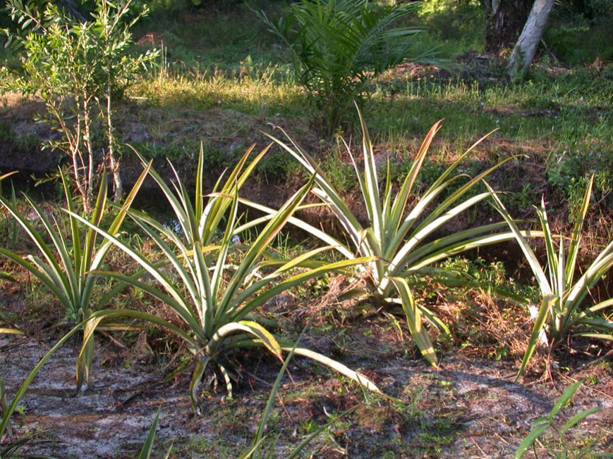 Les ananas plantés