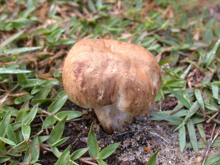 Gyroporus sp