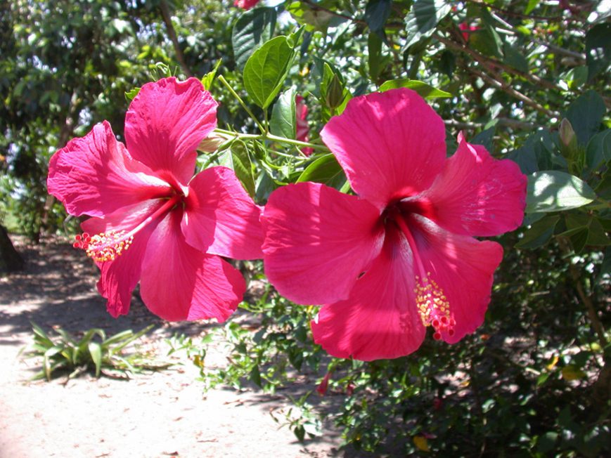 Fleurs d'hibiscus