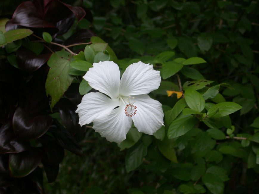 Hibiscus blanc