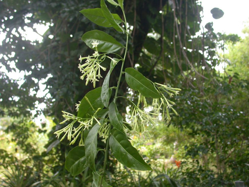 Jasmin de nuit