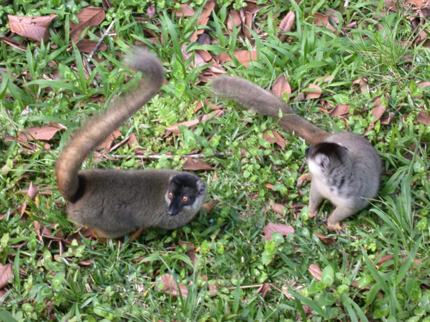 lémurs fulvus à Andasibe