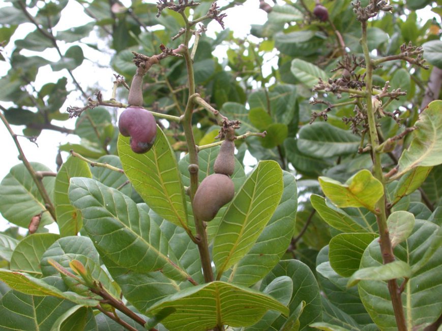 anacardier en fruits