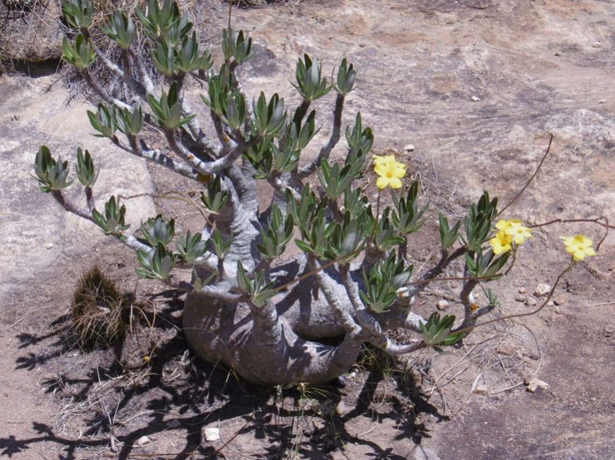 Un pachypodium