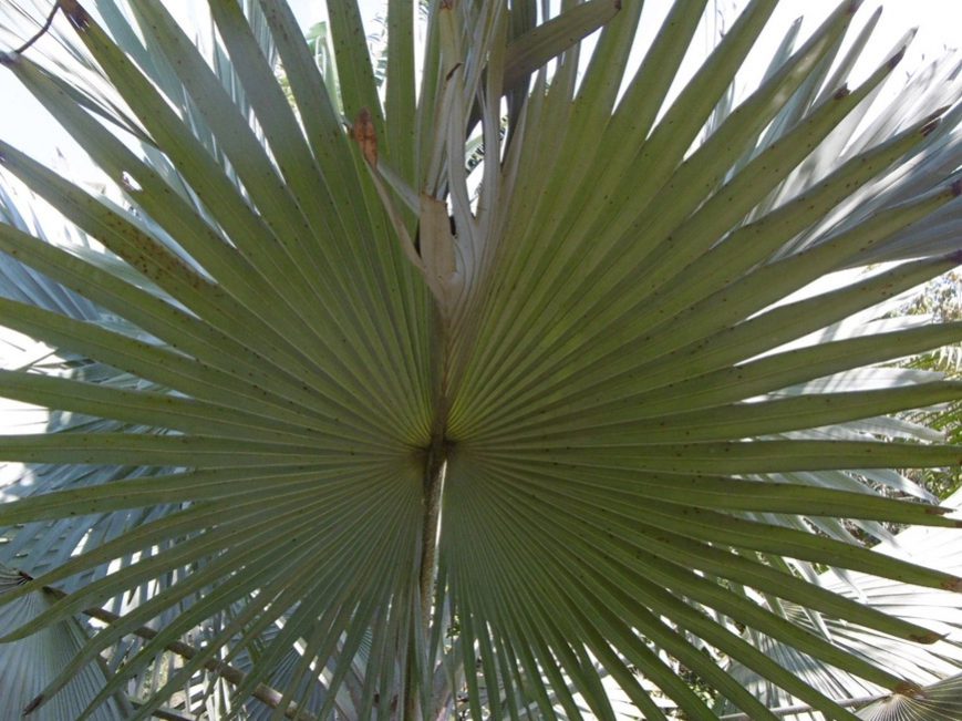 Un beau palmier