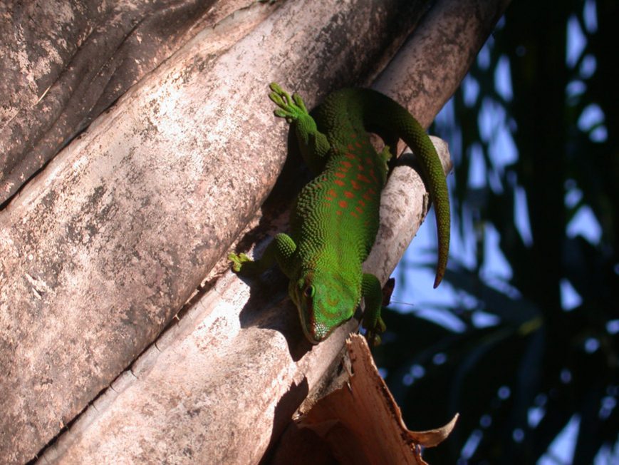 Phelsuma