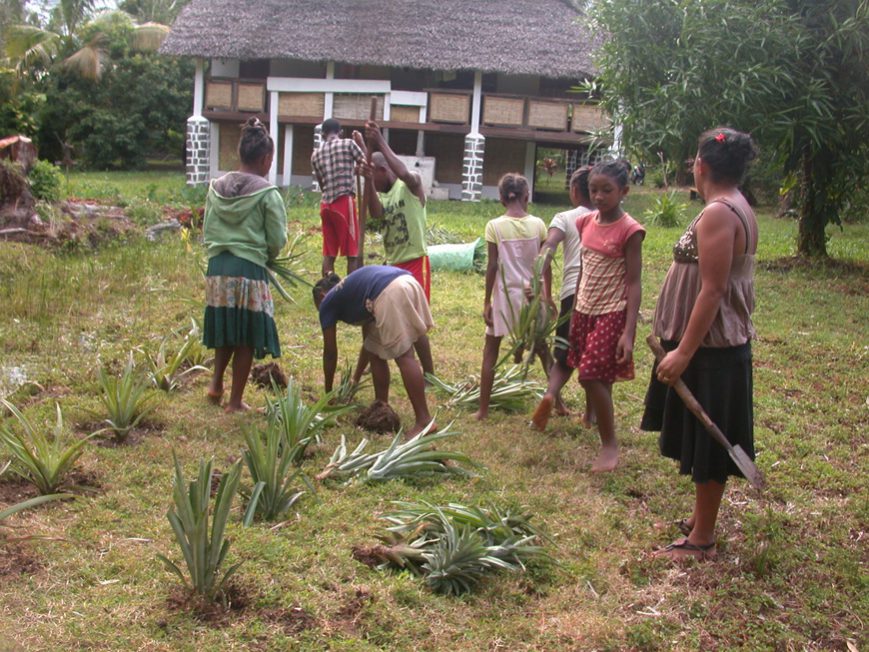 plantation d'ananas dans le jardin