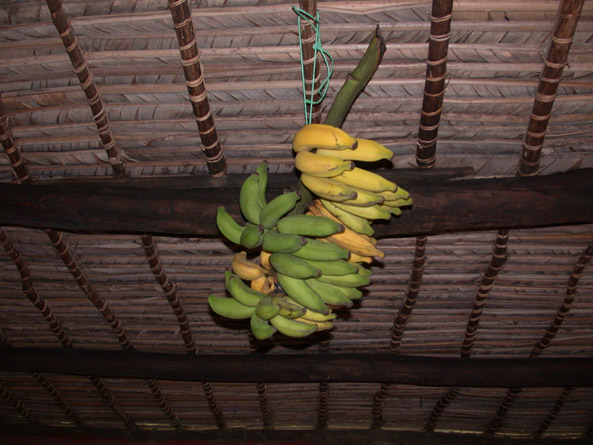 régime de bananes