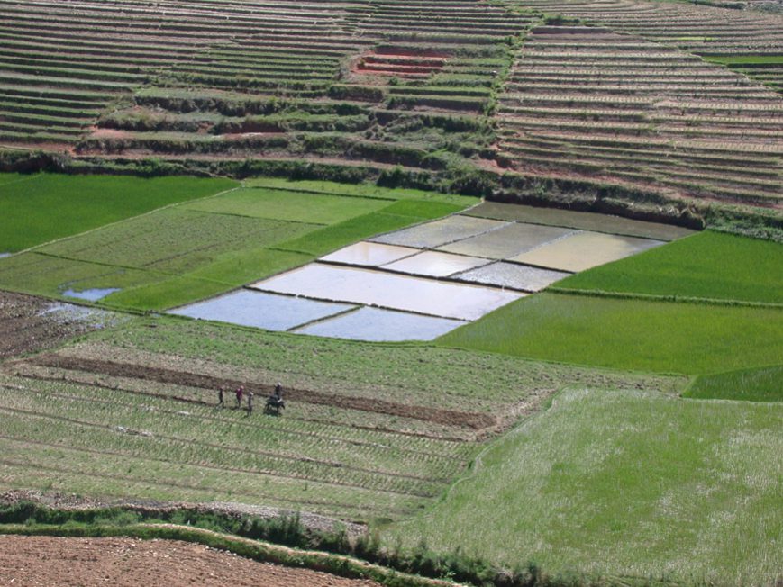 rizières le long de la RN7