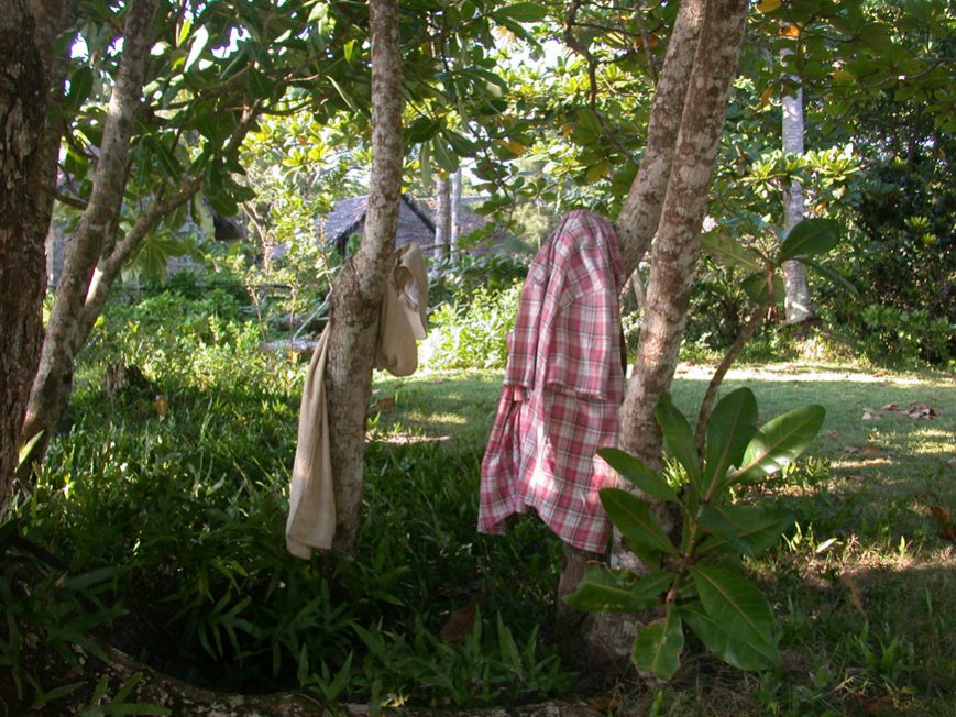 arbre de la plage